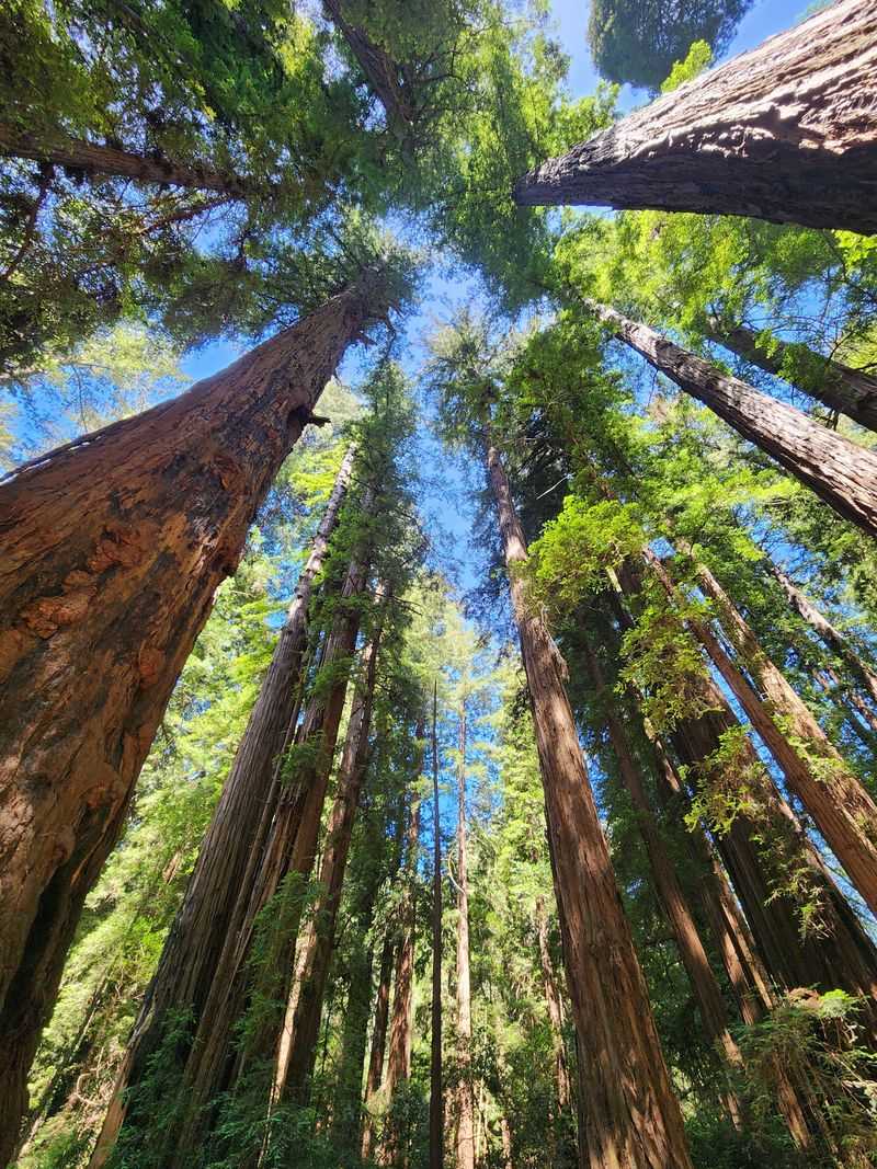 Easy Access to Henry Cowell Redwoods State Park