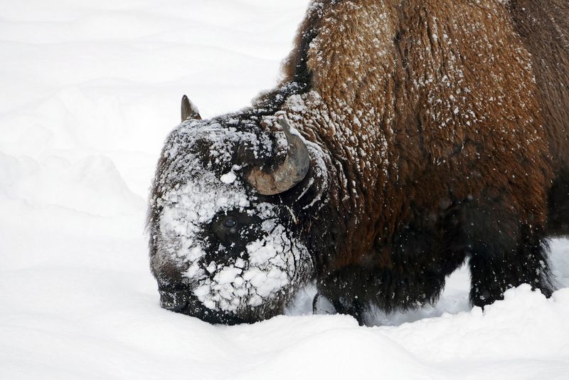 Bison sporting “snowball beards”