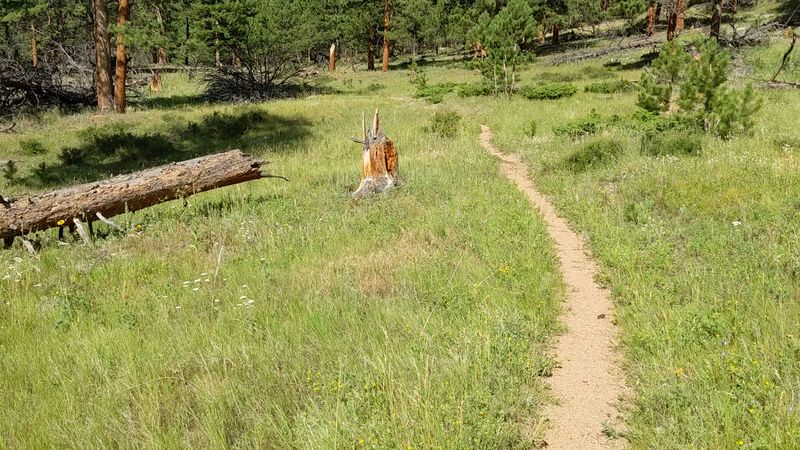 Upper Beaver Meadows (Rocky Mountain NP)