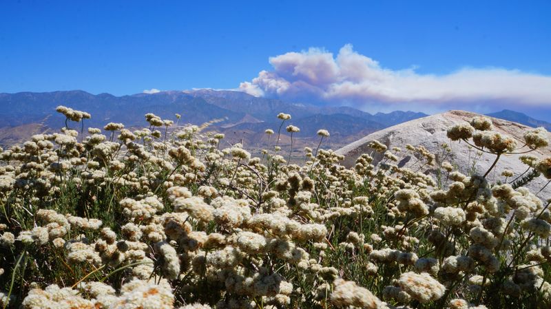 San Bernardino Mountains (Southern California, Transverse Ranges)