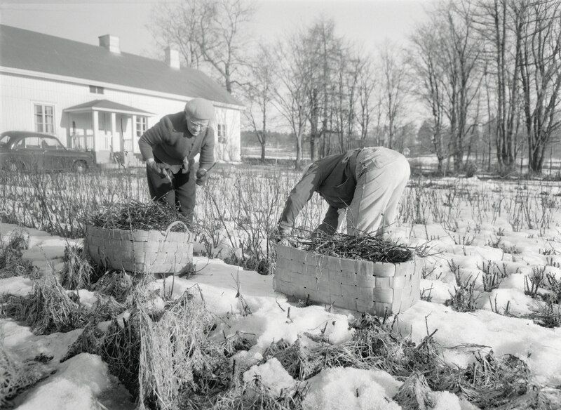 Gardening, Growing Food & Saving Seeds