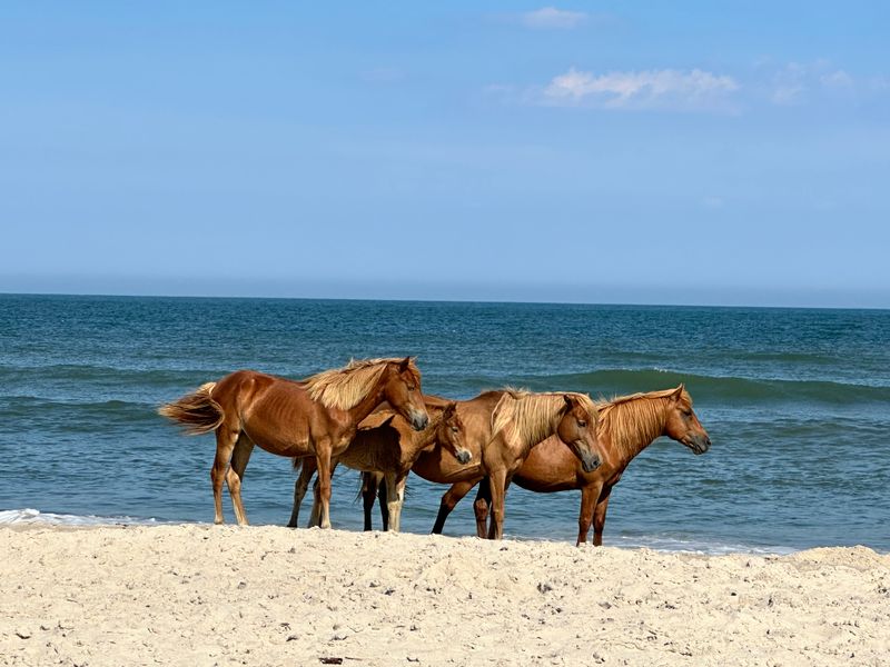 Assateague Island National Seashore - Maryland & Virginia