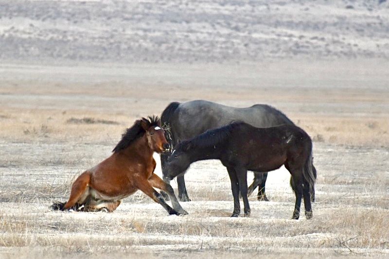 Onaqui Mountains, Utah