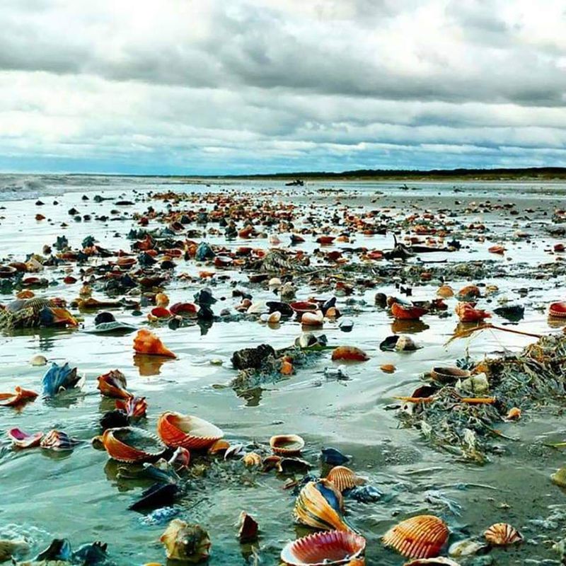 Beachcombing on the North End