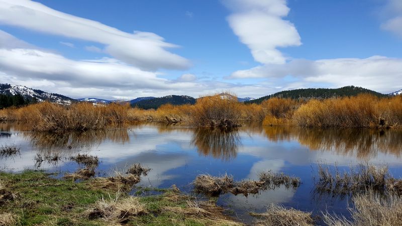 Birding at Sierra Valley