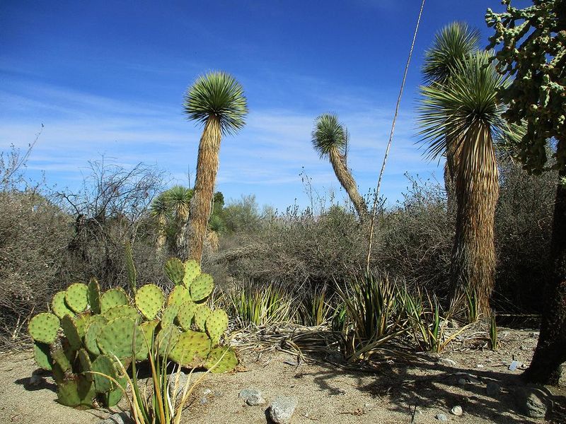 Chihuahuan Horizons: Big Bend and Beyond