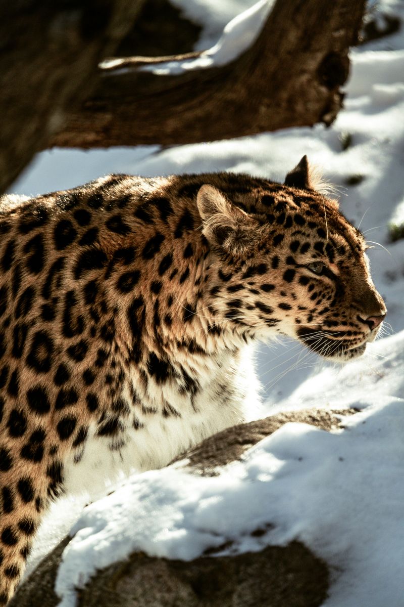 Amur Leopard