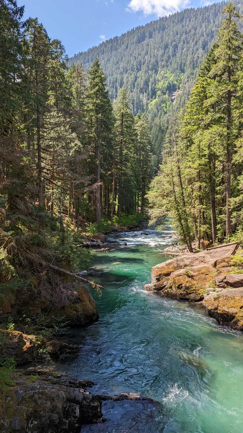 Grove of the Patriarchs Boardwalk