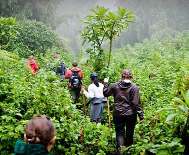 Volcanoes National Park (Gorilla Trekking), Rwanda
