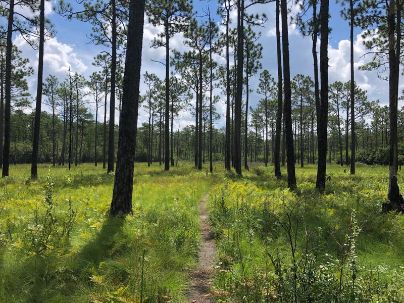 Green Swamp Savanna and Ancient Strandlines