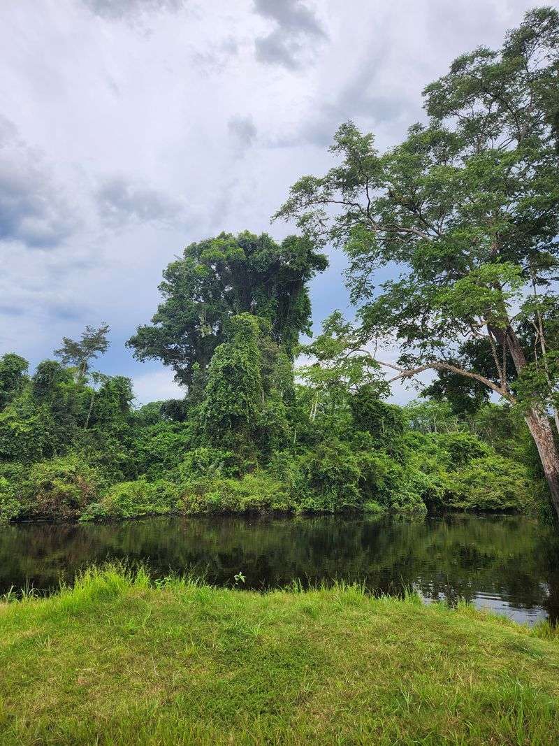 Despite Being Natural, It Remains a Symbol of Amazon Mystery