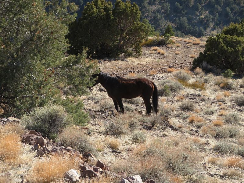 Virginia Range, Nevada