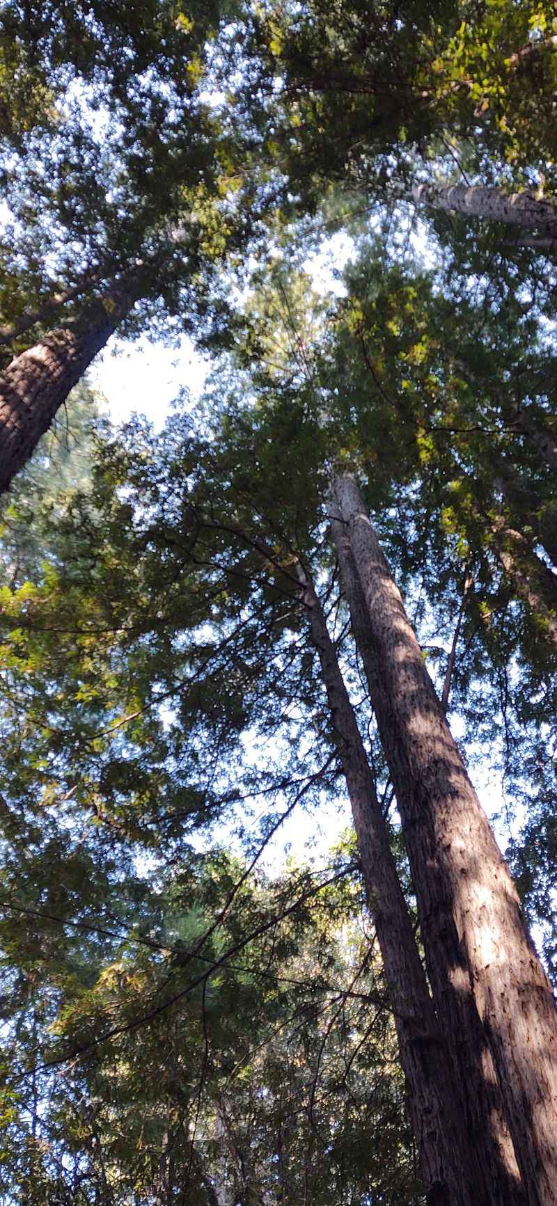 Redwood Forests at Your Doorstep