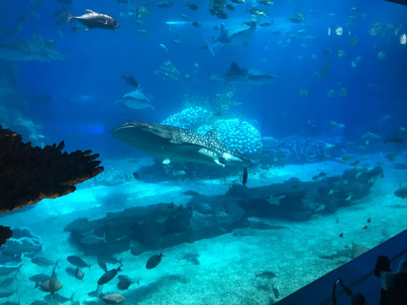 Chimelong Ocean Kingdom – Hengqin (Zhuhai), China