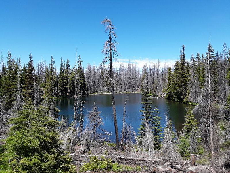 Whychus Creek: Water, Lava, and Quiet