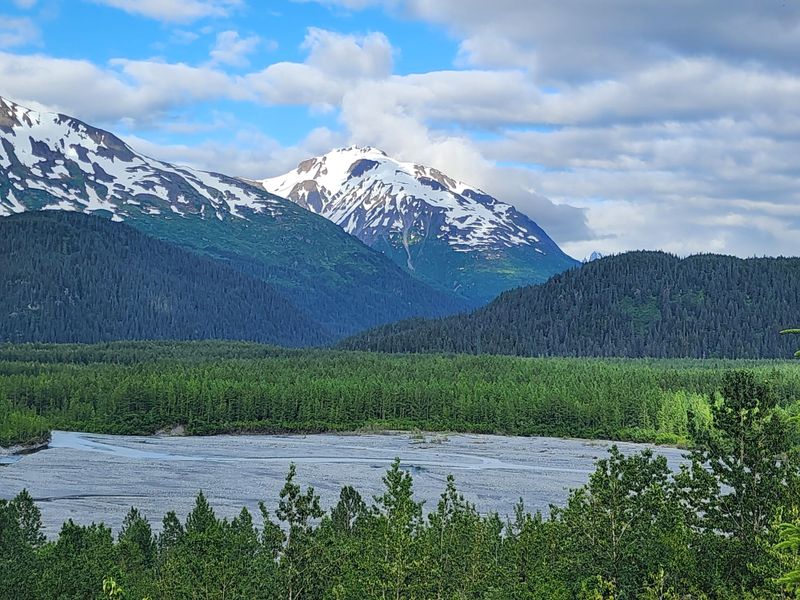 Kenai Peninsula Forests