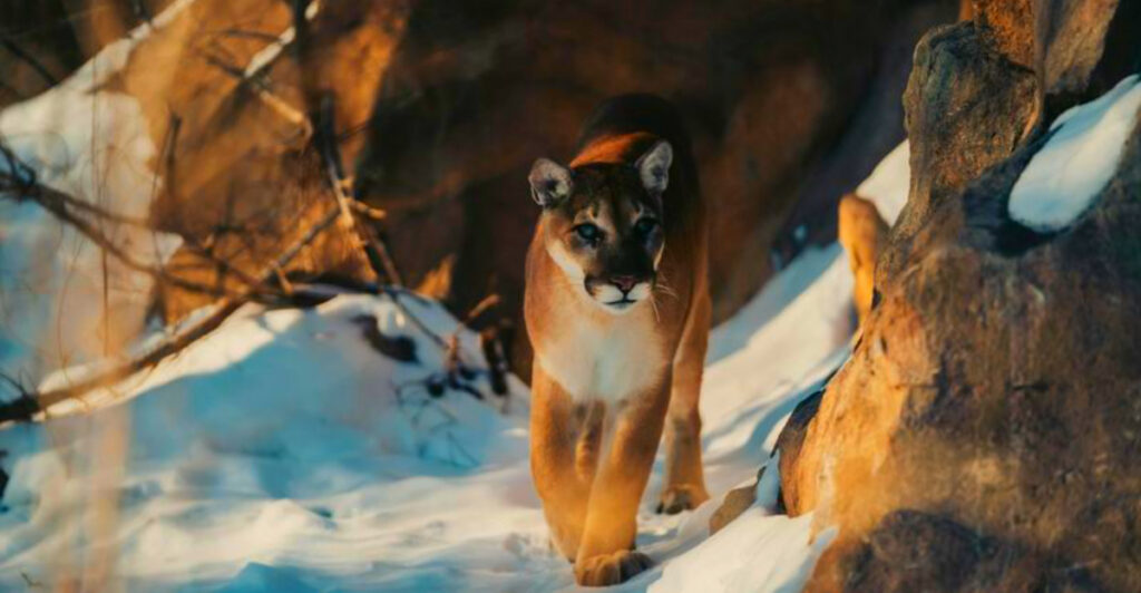 Utah’s Cougar Hot Spots That Hikers Need to Know About