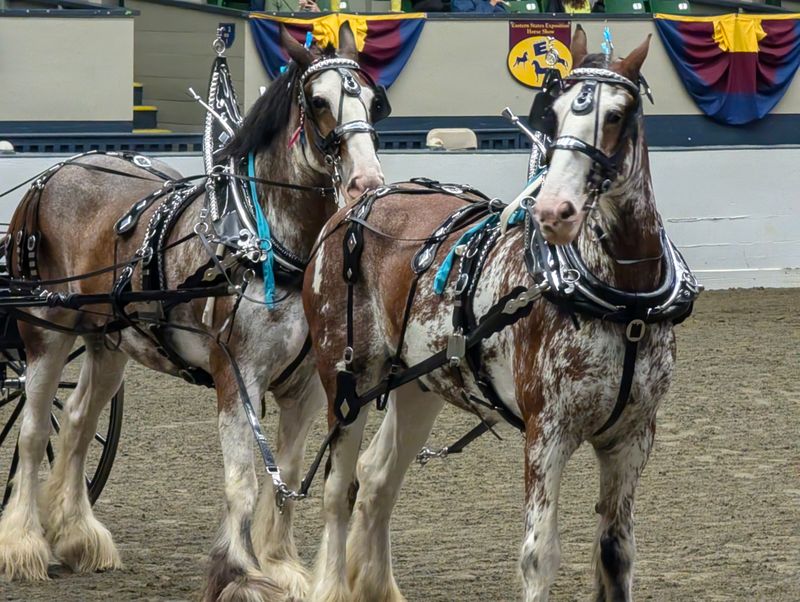 Experience New England's Biggest Fair at The Big E (Seasonal)