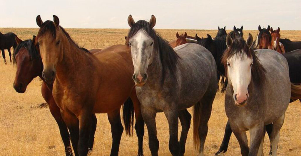 Where to See Wild Horses in America: 15 Stunning Places Where They Still Roam Free