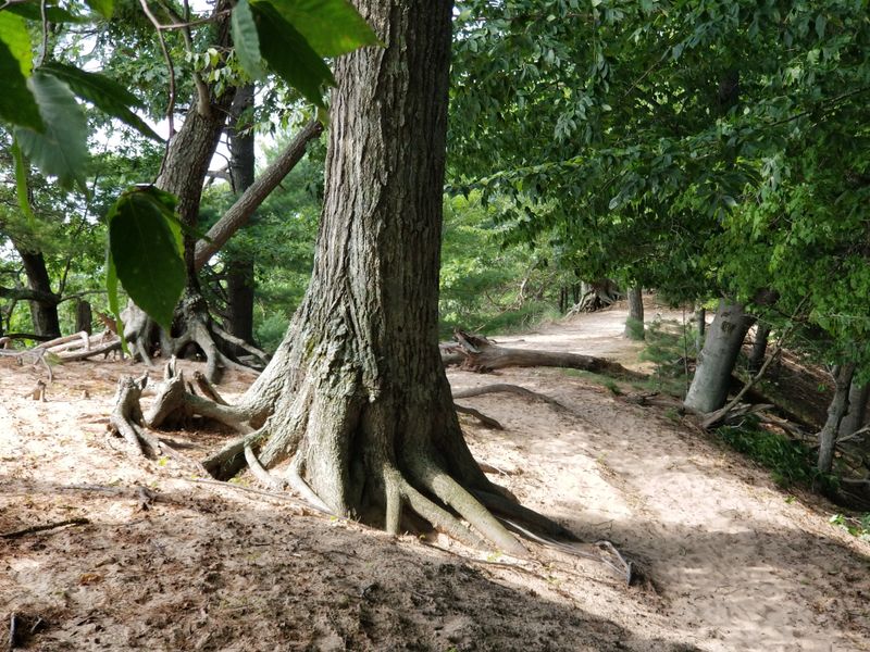 Trail Surface and Difficulty