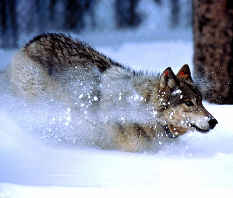 Wolf watching at its peak