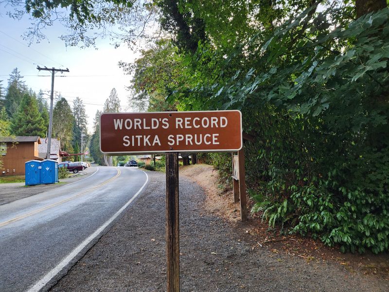 Giant Sitka Spruce - Silent Sentinel of the Siuslaw