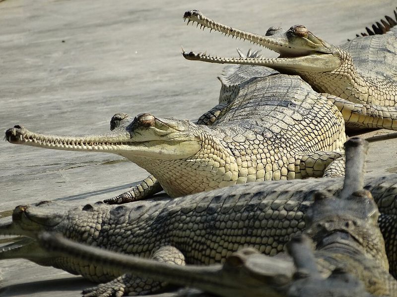 Gharial