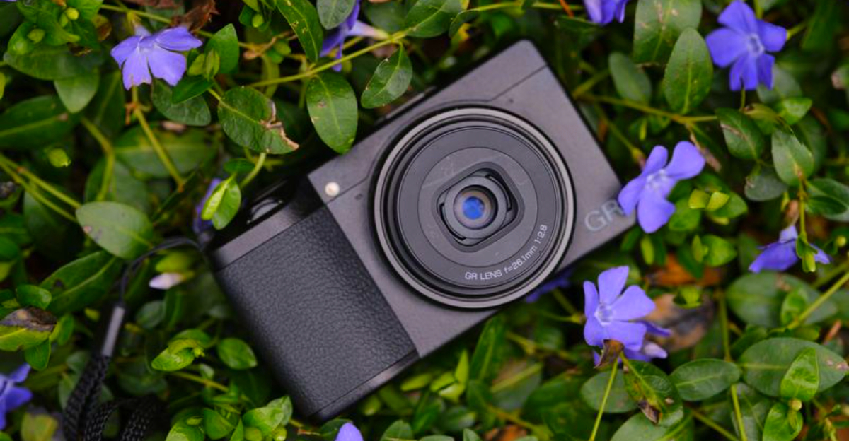 10 Cameras That Make Foggy Forests Look Magical