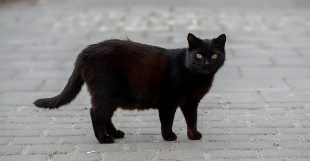 14 American Superstitions That Used to Be Household Rules