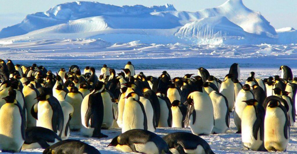 14 Reasons Why Penguins in Antarctica Are Changing Their Breeding Schedule