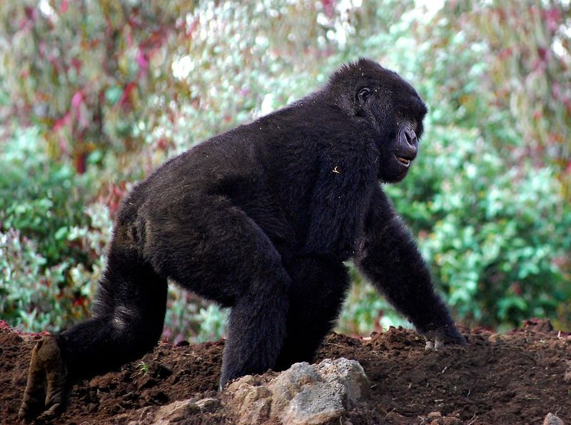 Mountain gorilla trekking in Rwanda (Volcanoes National Park)