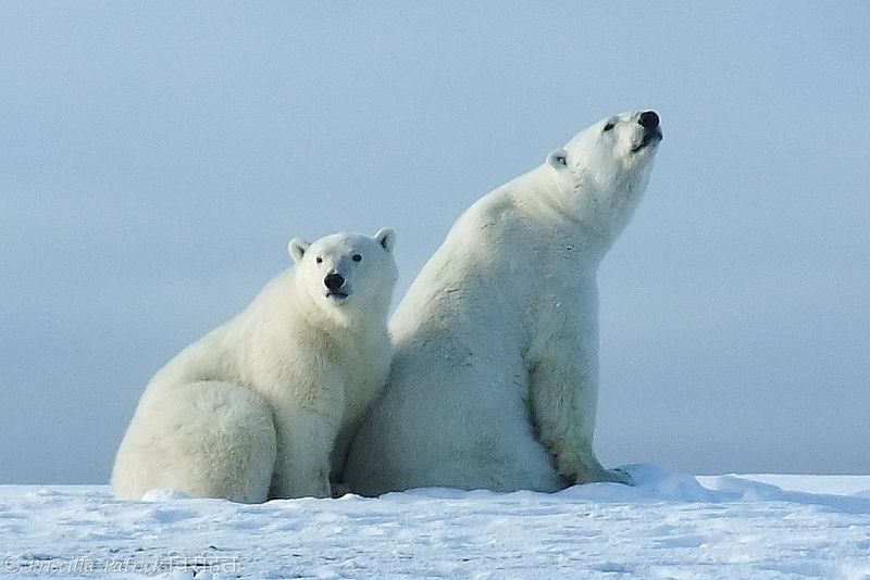 Stunning Arctic Wildlife