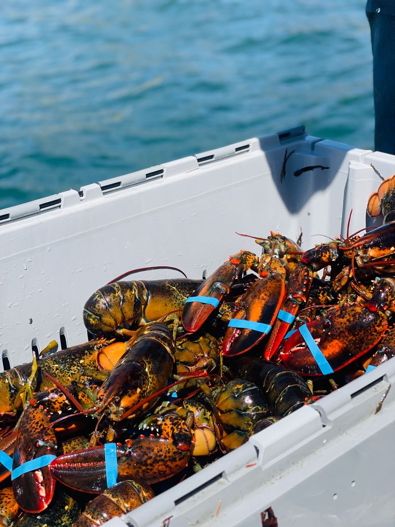 Lobster That Tastes Different Because It Basically Just Got Here