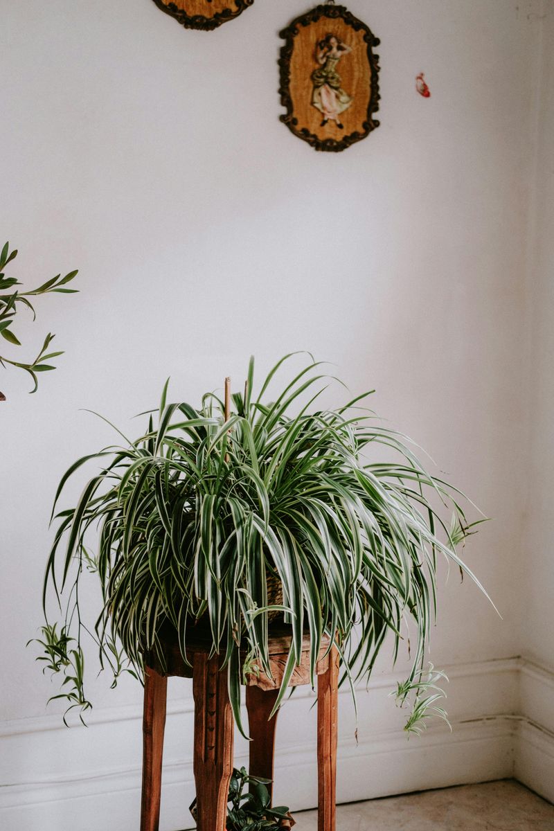 Houseplants like spider plants or ferns