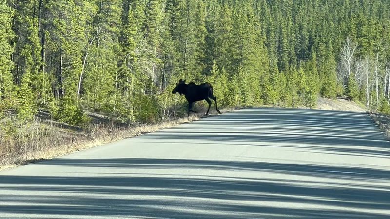 Stewart-Cassiar Highway (British Columbia/Canada - accessible from U.S.)