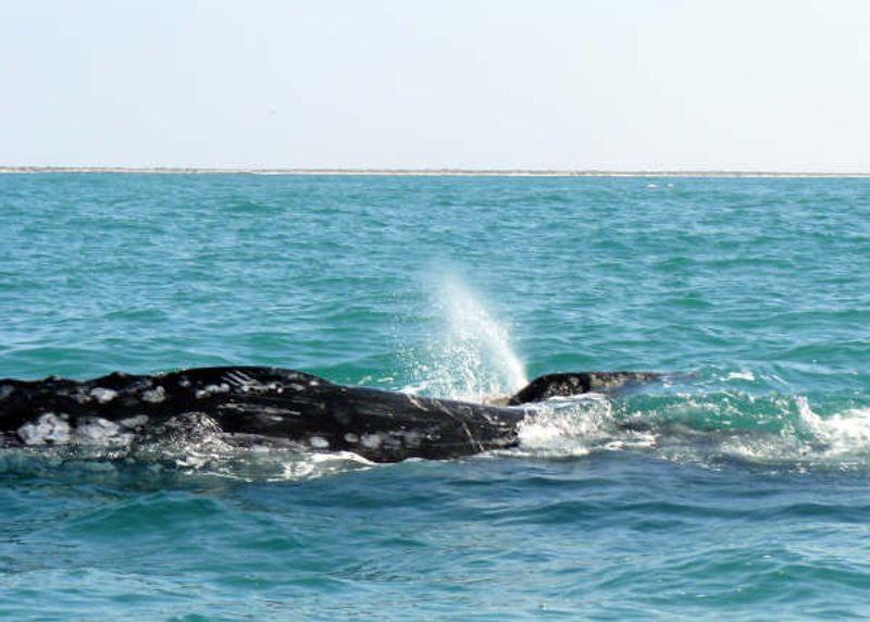 Baja California whale season: Baja California: Among the Great Whales (Lindblad Expeditions)