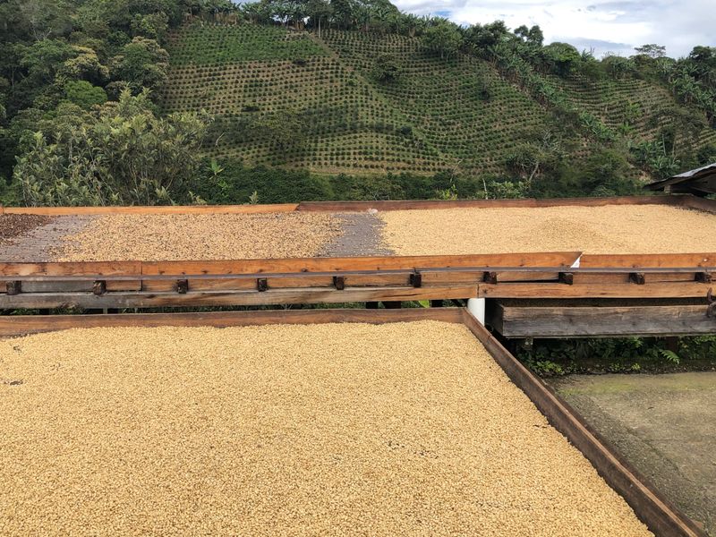 Colombia’s Coffee Region — Trekking & Local Roast Rituals