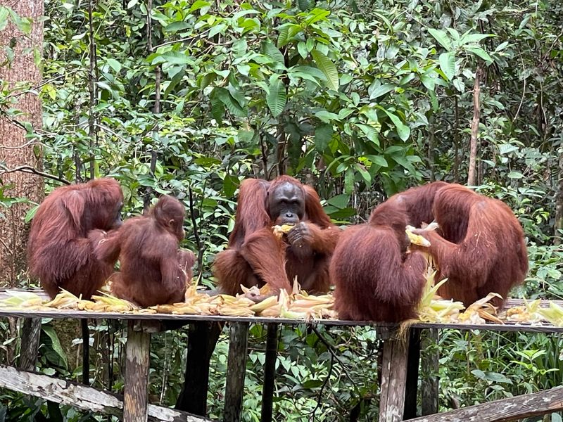 Orangutan-focused river journeys in Tanjung Puting National Park (Indonesian Borneo)
