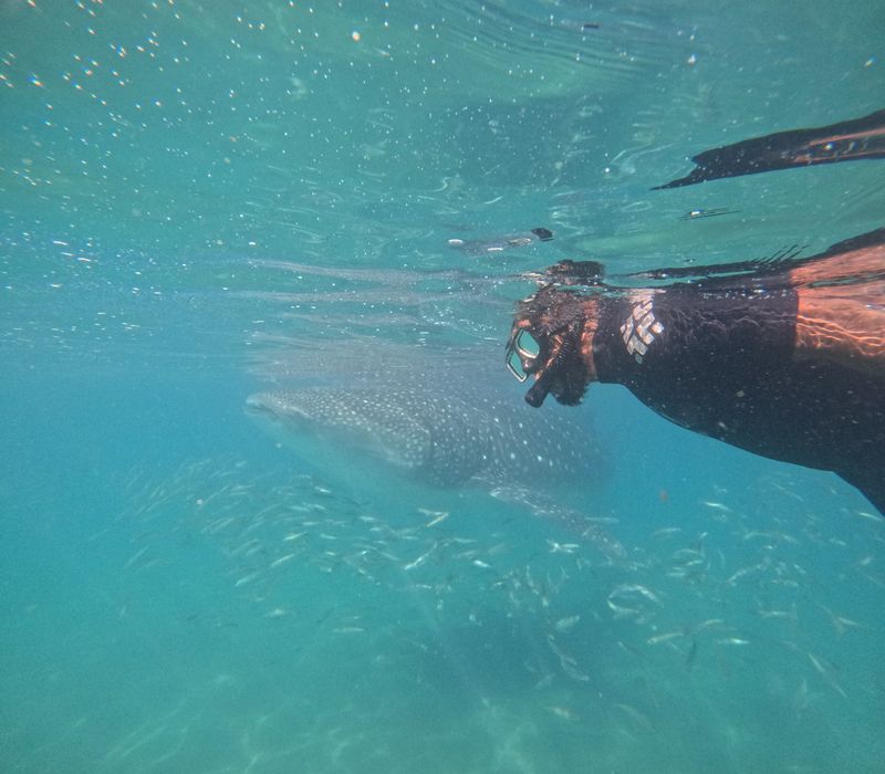 Sea of Cortez world's aquarium with UnCruise Adventures (roundtrip La Paz)