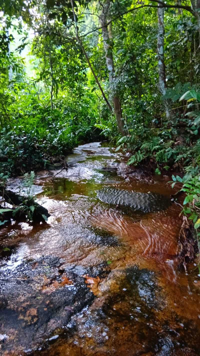 Ivindo National Park — Gabon
