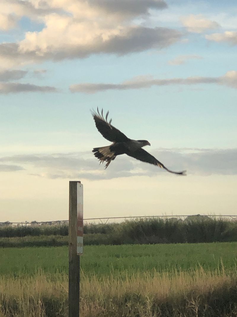 Hiking at Dupuis Reserve