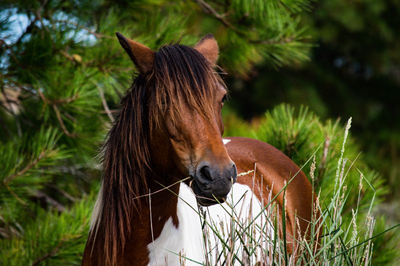 Responsible Photography With Ponies
