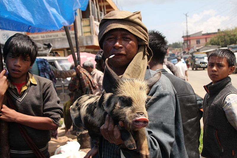 Let the Cat Out of the Bag