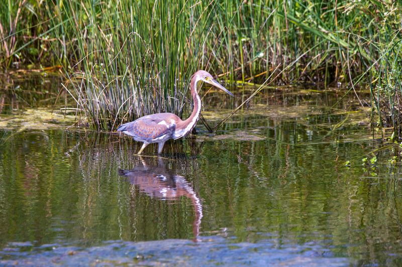 Pea Island National Wildlife Refuge: quick pull-offs that can turn into “we saw THAT?!” moments
