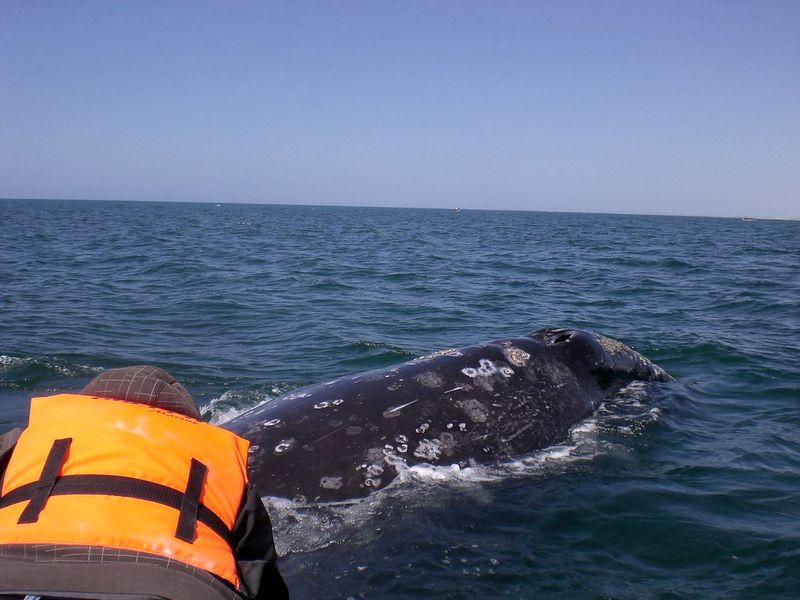 Time Baja California Sur for Gray Whale Season (Winter to Early Spring)