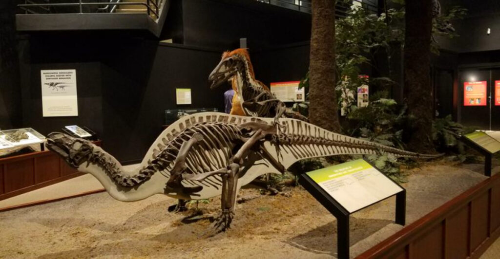 Bozeman’s Original Museum of the Rockies Has Been a Local Favorite Since 1957