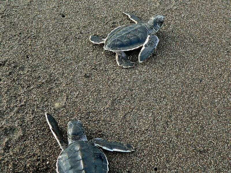 Sea turtle nesting walks in Tortuguero (Costa Rica) through conservation programs