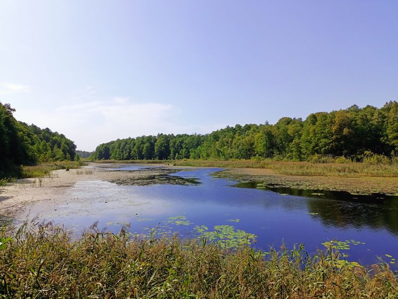 Białowieża Forest — Poland/Belarus