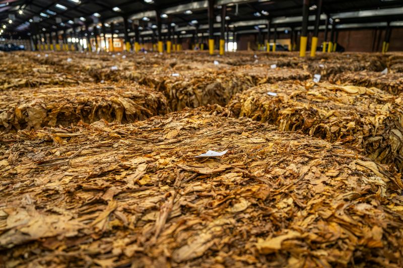 Tobacco Farming
