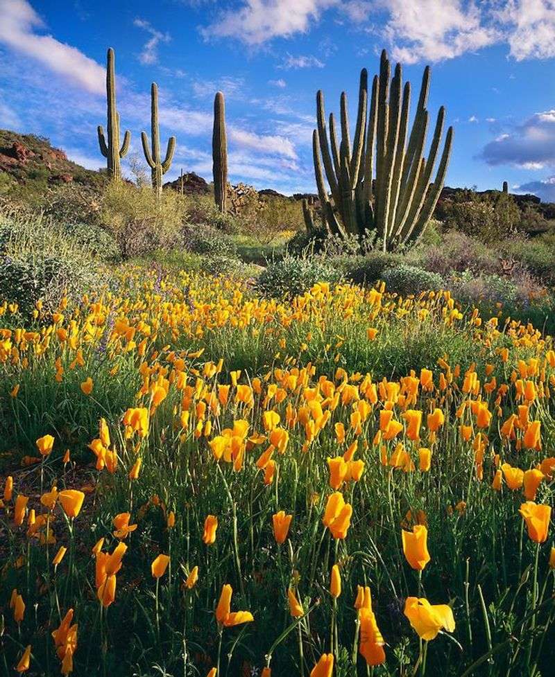 Organ Pipe Cactus National Monument (Arizona)